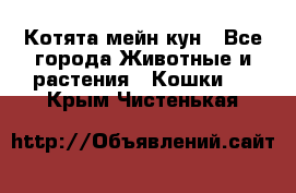 Котята мейн кун - Все города Животные и растения » Кошки   . Крым,Чистенькая